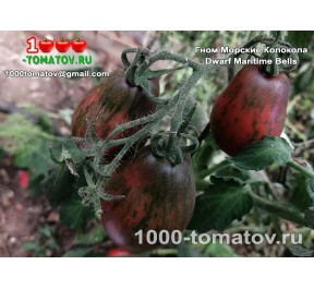 Томат ГНОМ МОРСКИЕ КОЛОКОЛА