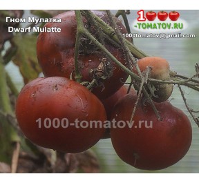 Томат ГНОМ МУЛАТКА Dwarf Mulatte