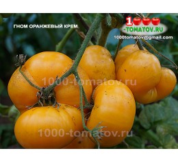 Томат Гном Оранжевый крем Dwarf Orange Cream 