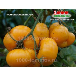 Томат Гном Оранжевый крем Dwarf Orange Cream 