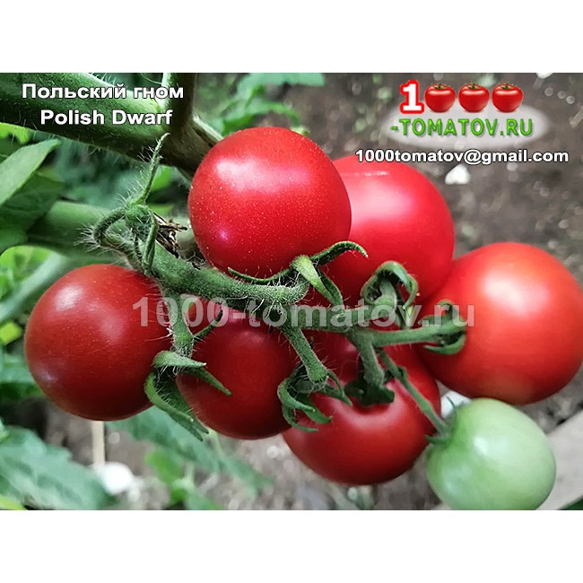 Томат ГНОМ ПОЛЬСКИЙ КАРЛИК Томат ГНОМ ПОЛЬСКИЙ КАРЛИК