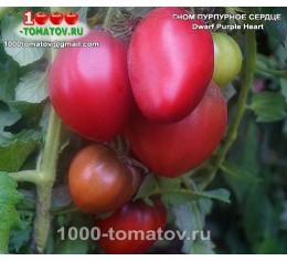 Томат ГНОМ ПУРПУРНОЕ СЕРДЦЕ  Dwarf Purple Heart