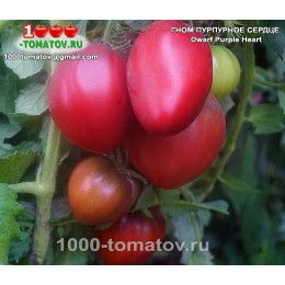 Томат ГНОМ ПУРПУРНОЕ СЕРДЦЕ  Dwarf Purple Heart