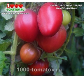 Томат ГНОМ ПУРПУРНОЕ СЕРДЦЕ  Dwarf Purple Heart