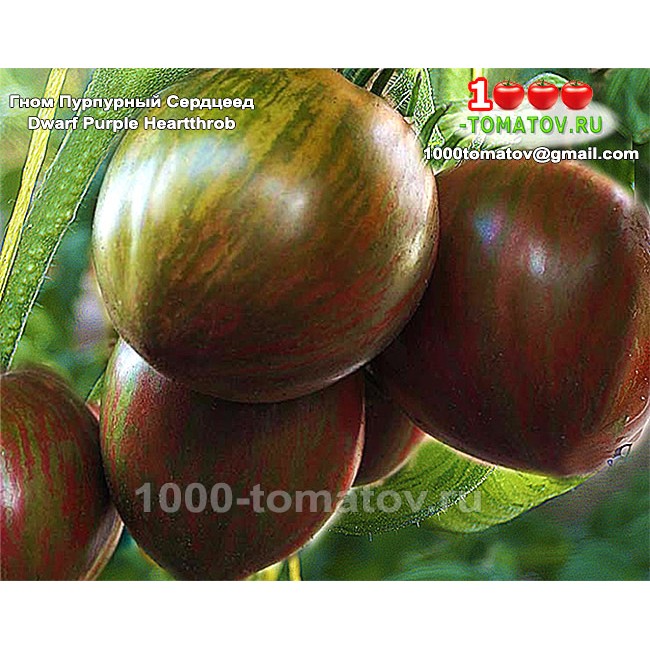 Томат ГНОМ ПУРПУРНЫЙ СЕРДЦЕЕД Томат ГНОМ ПУРПУРНЫЙ СЕРДЦЕЕД