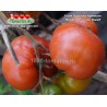 Томат ГНОМ РОЗЕЛЛА КРИМСОН Томат ГНОМ РОЗЕЛЛА КРИМСОН
