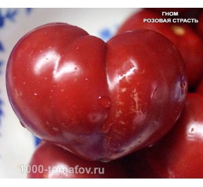 Томат ГНОМ РОЗОВАЯ СТРАСТЬ  Dwarf Pink Passion