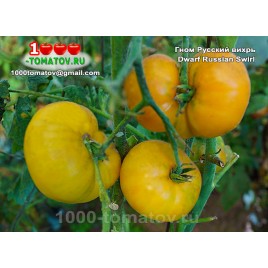 Томат ГНОМ РУССКИЙ ВИХРЬ Dwarf Russian Swirl Томат ГНОМ РУССКИЙ ВИХРЬ Dwarf Russian Swirl