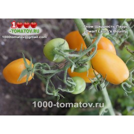 Томат ГНОМ ЩЕДРОСТЬ ЛАУРЫ