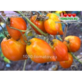 Томат ГНОМ СОЛНЕЧНЫЙ ПЕРСИК Dwarf Sunkissed Peach