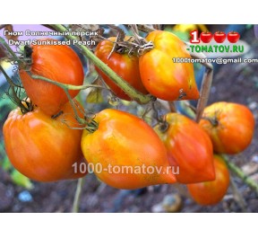 Томат ГНОМ СОЛНЕЧНЫЙ ПЕРСИК Dwarf Sunkissed Peach