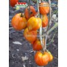 Томат ГНОМ СОЛНЕЧНЫЙ ПЕРСИК Dwarf Sunkissed Peach