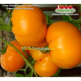 Томат ГНОМ СОВЕРШЕННАЯ ГАРМОНИЯ  Dwarf Perfect Harmony