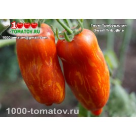 Томат ГНОМ ТРИБУДЖЛИН