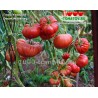 Томат ГНОМ УЭВЕРЛИ Томат ГНОМ УЭВЕРЛИ