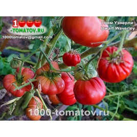 Томат ГНОМ УЭВЕРЛИ Томат ГНОМ УЭВЕРЛИ