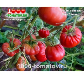 Томат ГНОМ УЭВЕРЛИ Томат ГНОМ УЭВЕРЛИ