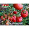 Томат ГНОМ УЭВЕРЛИ Томат ГНОМ УЭВЕРЛИ