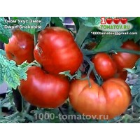 Томат ГНОМ УКУС ЗМЕИ