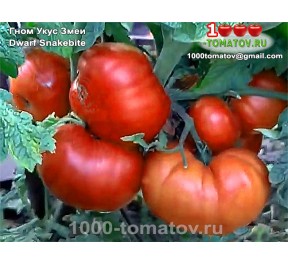 Томат ГНОМ УКУС ЗМЕИ