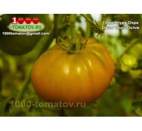 Томат ГНОМ УЛУРУ ОХРА  Томат ГНОМ УЛУРУ ОХРА