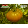 Томат ГНОМ УЛУРУ ОХРА Томат ГНОМ УЛУРУ ОХРА