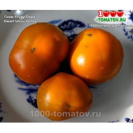 Томат ГНОМ УЛУРУ ОХРА Томат ГНОМ УЛУРУ ОХРА
