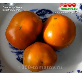 Томат ГНОМ УЛУРУ ОХРА Томат ГНОМ УЛУРУ ОХРА