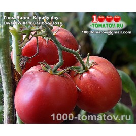 Томат ГНОМ ВИЛЛЫ КАРИБУ РОУЗ Томат ГНОМ ВИЛЛЫ КАРИБУ РОУЗ