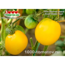 Томат ГНОМ ЗОЛОТОЕ СЕРДЦЕ