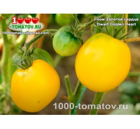 Томат ГНОМ ЗОЛОТОЕ СЕРДЦЕ