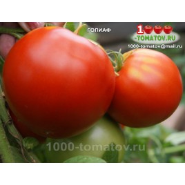 Томат ГОЛИАФ