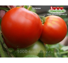 Томат ГОЛИАФ