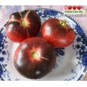 Томат ГОЛУБАЯ ПРЕЛЕСТЬ