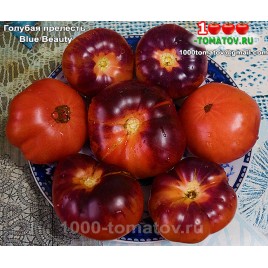Томат ГОЛУБАЯ ПРЕЛЕСТЬ Томат ГОЛУБАЯ ПРЕЛЕСТЬ