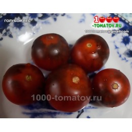 Томат ГОЛУБОЙ ЛЕС