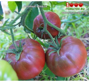 Томат ГОЛУБЫЕ НЕБЕСА Томат ГОЛУБЫЕ НЕБЕСА