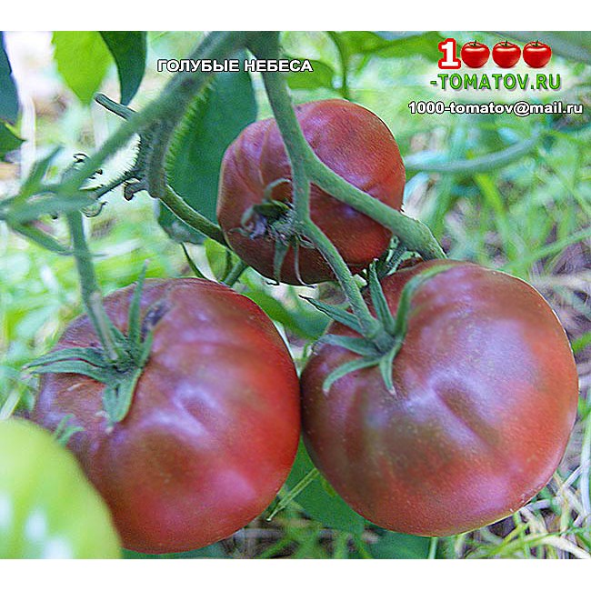 Томат ГОЛУБЫЕ НЕБЕСА Томат ГОЛУБЫЕ НЕБЕСА