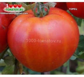 Томат ГОРЕЦ