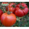 Томат ГОРЕЦ