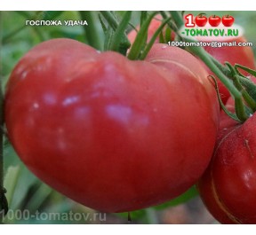 Томат ГОСПОЖА УДАЧА