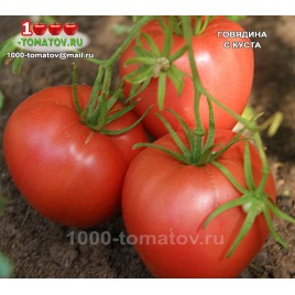 Томат ГОВЯДИНА С КУСТА