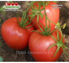 Томат ГОВЯДИНА С КУСТА