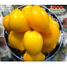 Томат ГРЕБЕШКИ ЖЁЛТЫЕ 