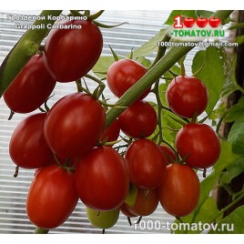 Томат ГРОЗДЕВОЙ КОРБАРИНО