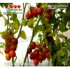 Томат ГРОЗДЕВОЙ КОРБАРИНО