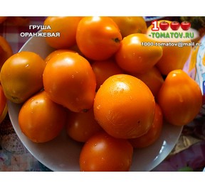 Томат ГРУША ОРАНЖЕВАЯ