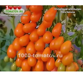 Томат ГРУШЕВЫЙ АПЕЛЬСИН 