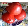 Томат ХАБАРОВСКИЕ РАННИЕ