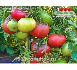 Томат ВОСТОРГ СЕРДЦА ЧЁРНЫЙ Heart's Delight Black 
